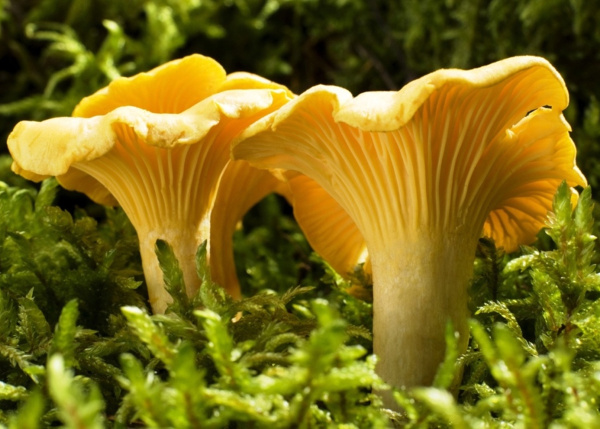 जङ्गली च्याउ खाँदा दुई जनाको मृत्यु